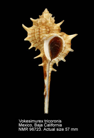 Vokesimurex tricoronis (5).jpg - Vokesimurex tricoronis (Berry,1960)